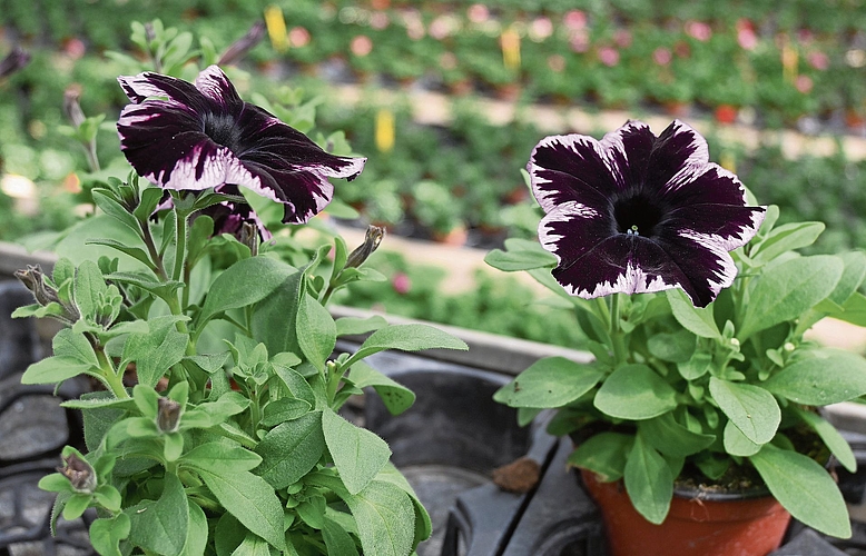 Wunderbar blühende Petunien sind als Topf- oder als Hängepflanzen erhältlich.