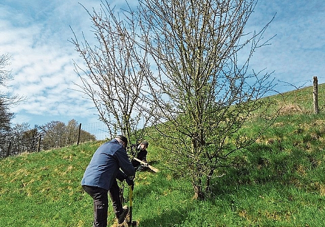 Sträucher setzen im steilen Gelände.