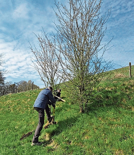 Sträucher setzen im steilen Gelände. Sträucher setzen im steilen Gelände.
