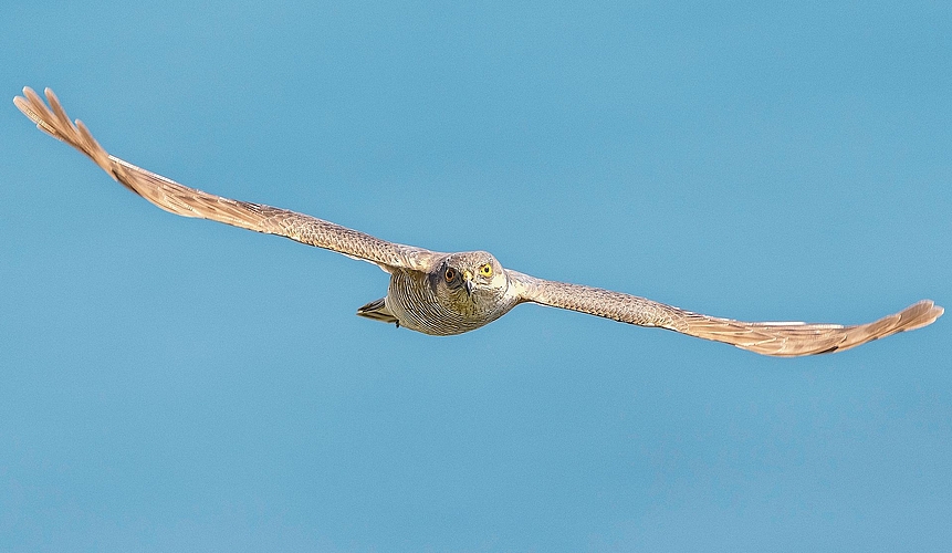 Ein Sperber auf seiner Reise nach Süden während des herbstlichen Vogelzugs.Bild: Beat Rüegger Ein Sperber auf seiner Reise nach Süden während des herbstlichen Vogelzugs.Bild: Beat Rüegger