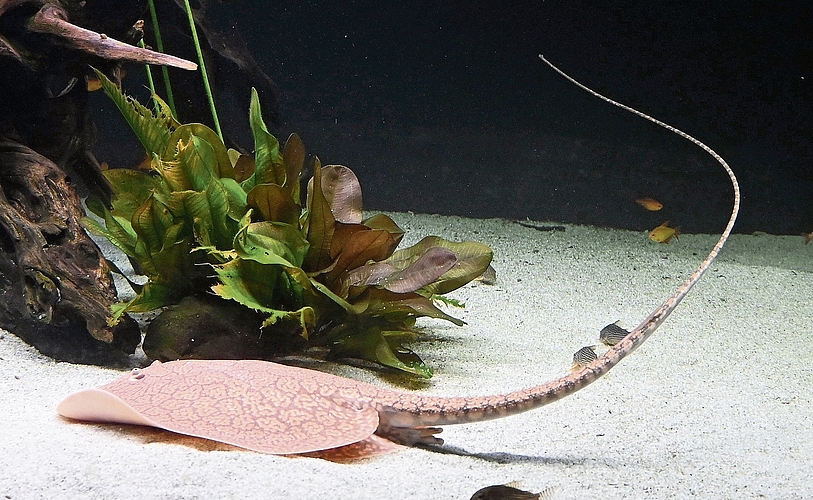 Ein stimmiger Name: Antennenrochen.Bilder: Thomas Fürst