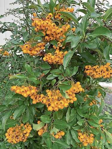Prall gefüllt mit orangefarbenen Früchten: Der Feuerdorn bietet Vögeln Nahrung und zwischen seinen Dornen geschützte Rückzugsorte.Bild: Regina Lüthi