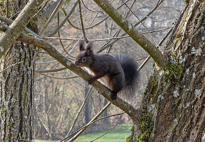 Neugierig beobachtet das Eichhörnchen die Fotografin.Bild: Regina Lüthi