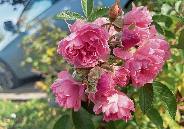 Vom nahenden Winter noch wenig beeindruckt: Die Nelkenrose zeigt auch im Oktober ihre auffälligen rosa Blüten.Bild: Regina Lüthi
