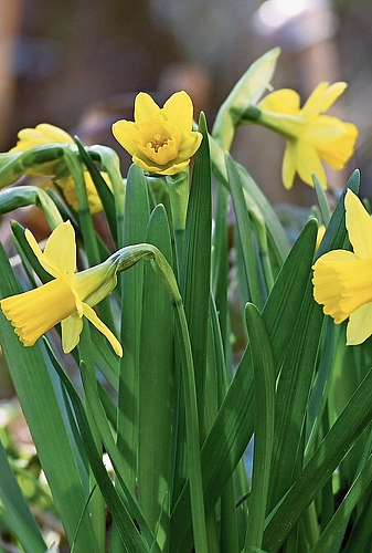 Die Narzissen mit ihrem kräftigen Gelbton stechen hervor.Bild: Thomas Fürst