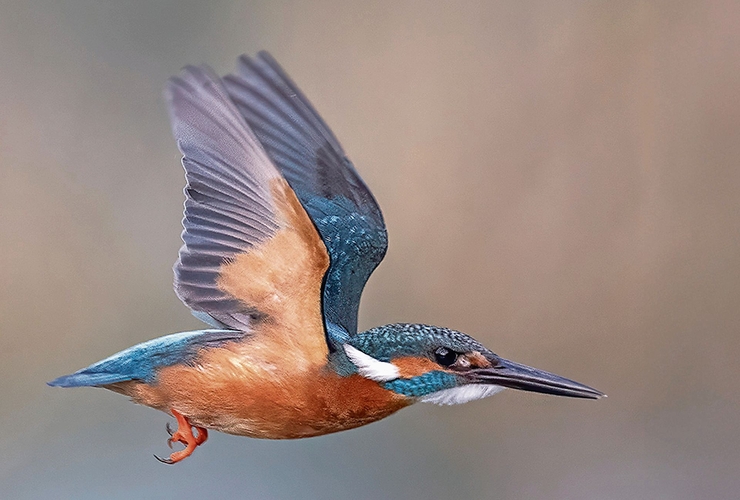 Ein Eisvogel-Männchen im Flug.Bild: Beat Rüegger / ornifoto.ch Ein Eisvogel-Männchen im Flug.Bild: Beat Rüegger / ornifoto.ch