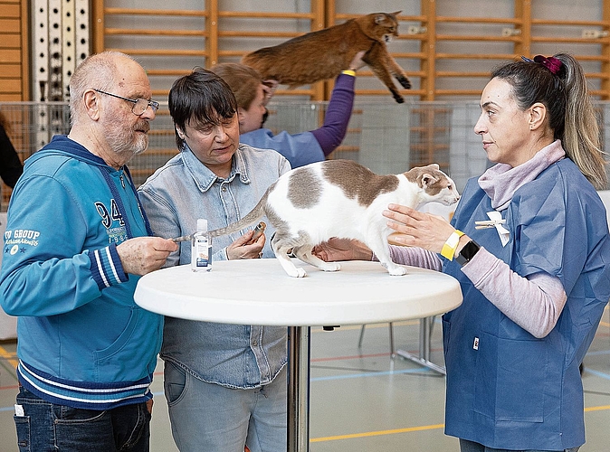 Eine Orientalisch Kurzhaar während der Best in Show.