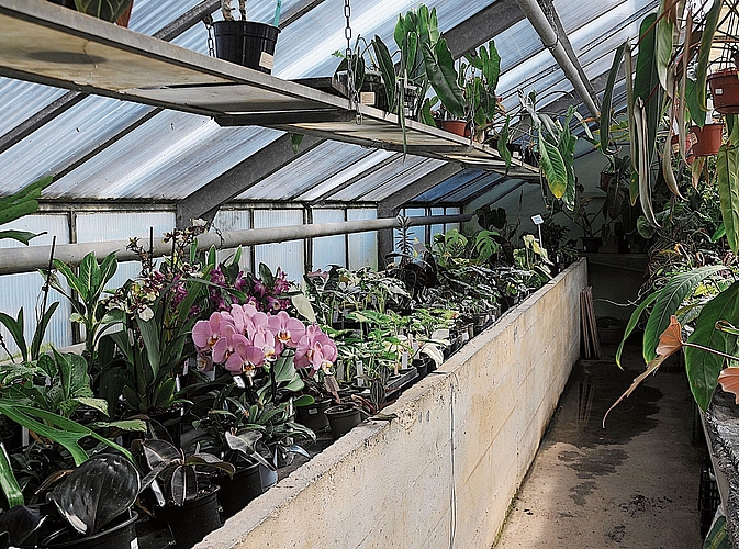 Sukkulenten, Terrarien- und Zimmerpflanzen dominieren das Gewächshaus.