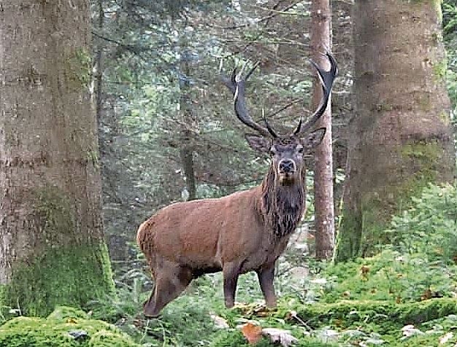 Ein ausgewachsener Rothirsch kann 170 bis 220 Kilogramm schwer werden. Die Aufnahme stammt aus dem Revier Murgenthal.Bild: zvg