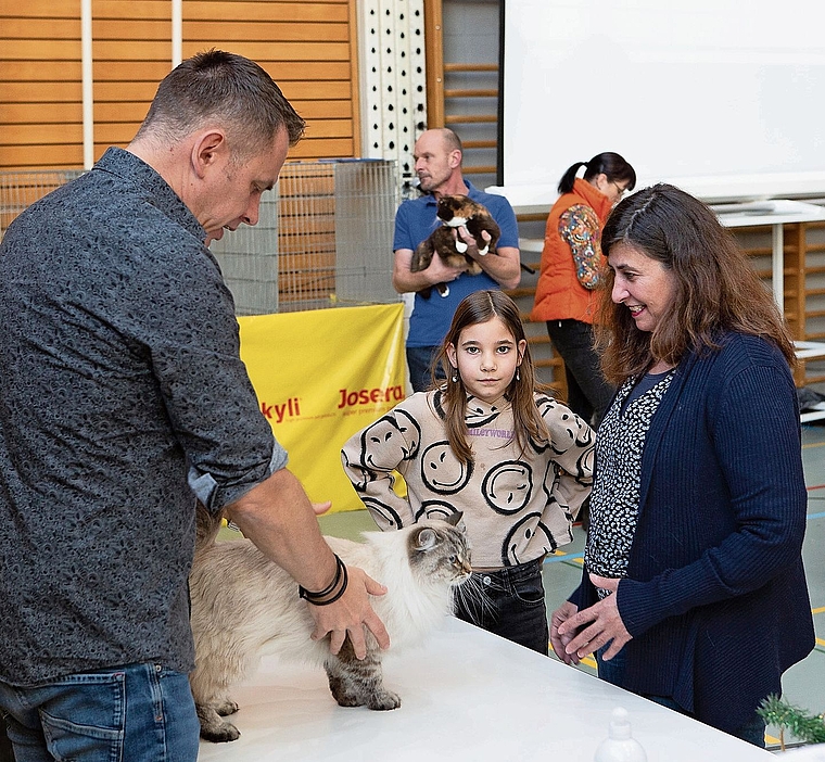 Die ausgebildeten Richter bewerten die Katzen gemäss ihrem Standard. Bild: Regina Lüthi