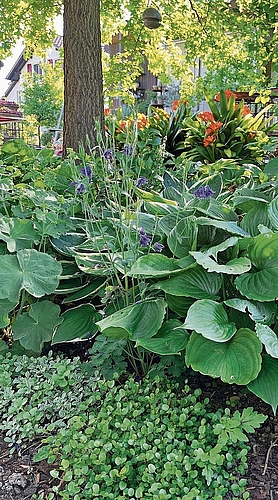 Der grosszügige Garten von Martina und Walter Kiener Bader lädt zum Schlendern und Entdecken ein. Der grosszügige Garten von Martina und Walter Kiener Bader lädt zum Schlendern und Entdecken ein.