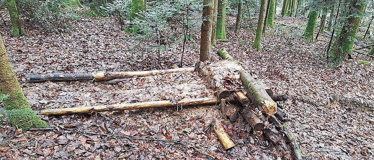 Im Oftringer Bühnenbergwald wurde ein Beispiel eines illegalen Trails entdeckt.Bild: zvg