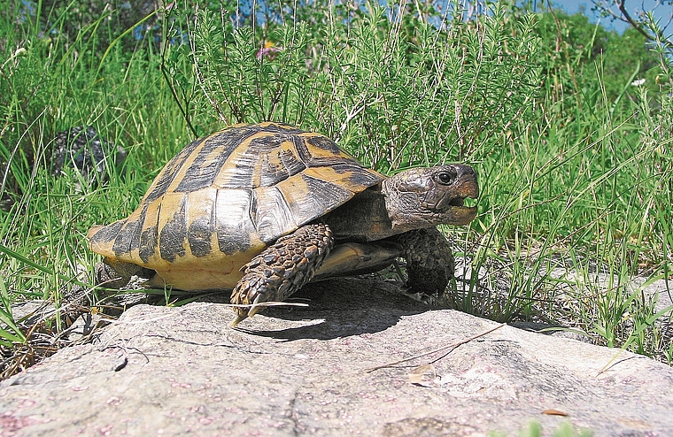 Eine griechische Landschildkröte in ihrem natürlichen Lebensraum.bild: Wolfgang Wegehaupt