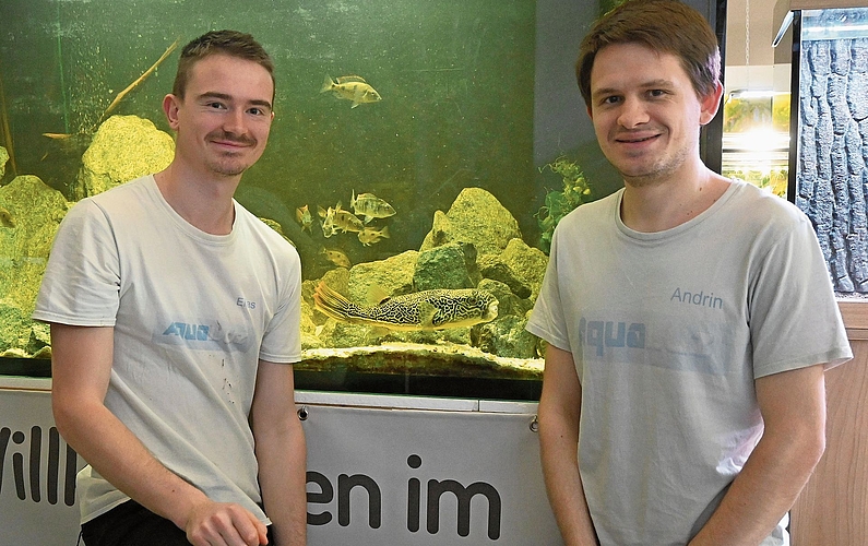 Die Brüder Elias Sigrist (links) und Andrin Müller sind die Gründer von Aqualuz. Im Hintergrund ist der Kugelfisch zu sehen, der eben sein Futter geschnappt hat.Bild: Thomas Fürst