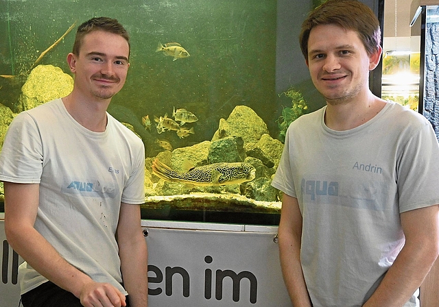 Die Brüder Elias Sigrist (links) und Andrin Müller sind die Gründer von Aqualuz. Im Hintergrund ist der Kugelfisch zu sehen, der eben sein Futter geschnappt hat.Bild: Thomas Fürst