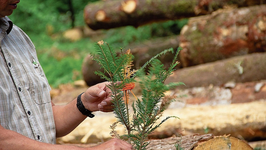 Die Knospen der jungen Weisstanne müssen vor Wildbiss geschützt werden. Die Knospen der jungen Weisstanne müssen vor Wildbiss geschützt werden.