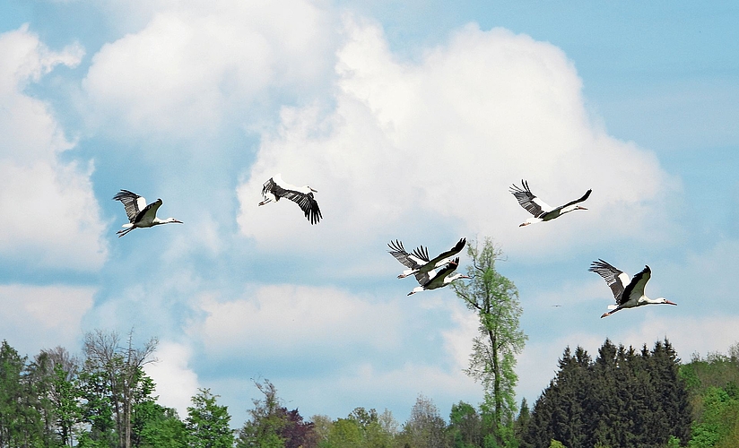 Imposant: Eine Gruppe von Weissstörchen im Flug. Imposant: Eine Gruppe von Weissstörchen im Flug.