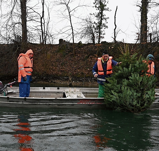 Beobachtet von Christoph Oschwald versenken Jürg Wullschleger und Rico Haschka einen weiteren Weihnachtsbaum in der Aare.