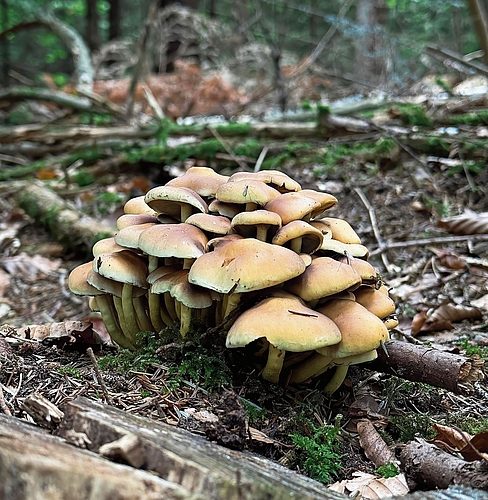 Dicht an dicht wachsen die Grünblättrigen Schwefelköpfe auf abgestorbenem Holz. Hübsch anzusehen, aber giftig.Bild: Manuel Arnold