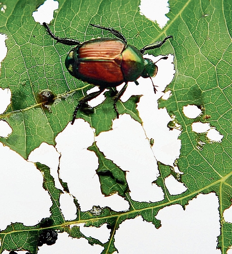 Der Japankäfer frisst über 400 verschiedene Pflanzenarten.Bild: Robert F. Bukaty