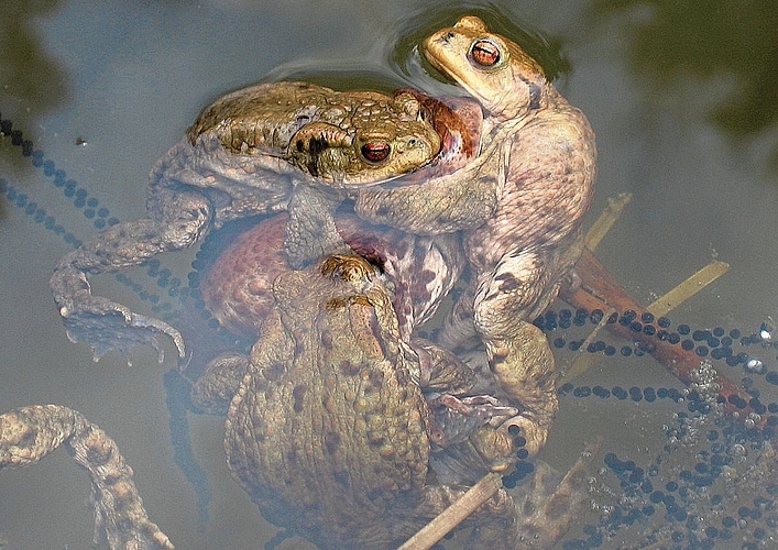 Beim Kampf um die Erdkrötenweibchen kann es sehr handfest zugehen.Bild: Hans Althaus