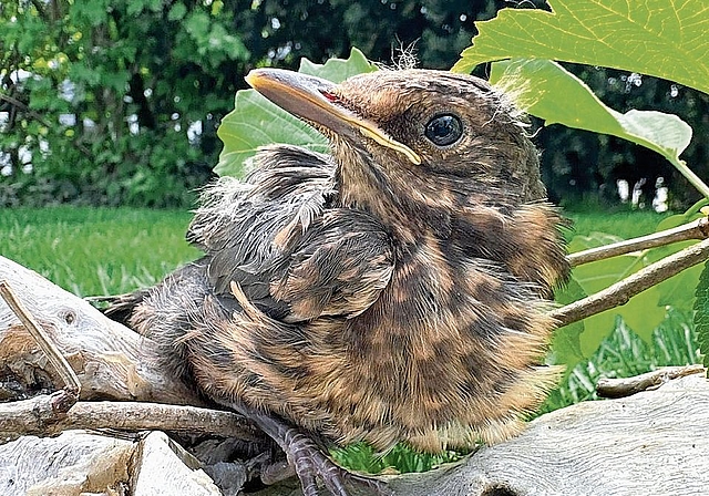 Bei dieser Amsel gilt: unbedingt lassen wo er ist, der Jungvogel wird von den Eltern noch gefüttert!Bild: zvg