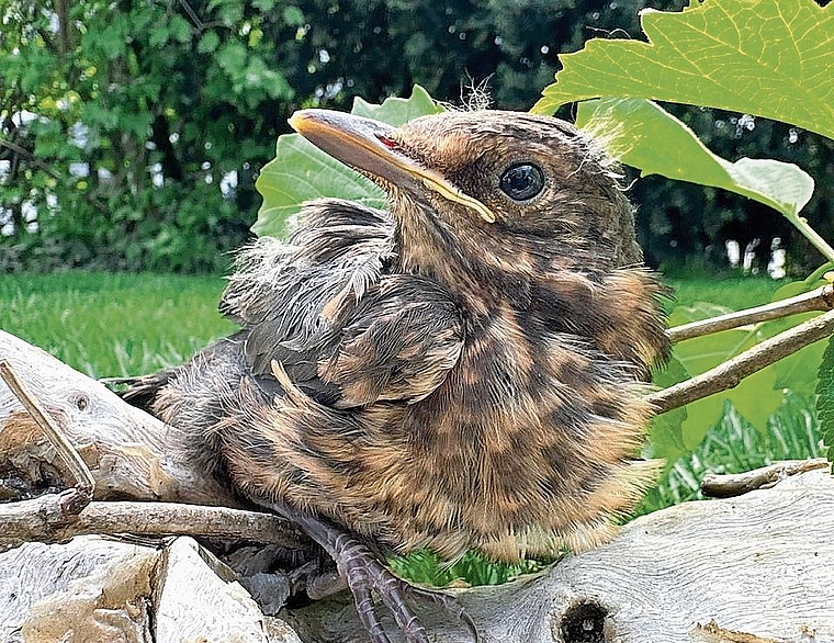 Bei dieser Amsel gilt: unbedingt lassen wo er ist, der Jungvogel wird von den Eltern noch gefüttert!Bild: zvg