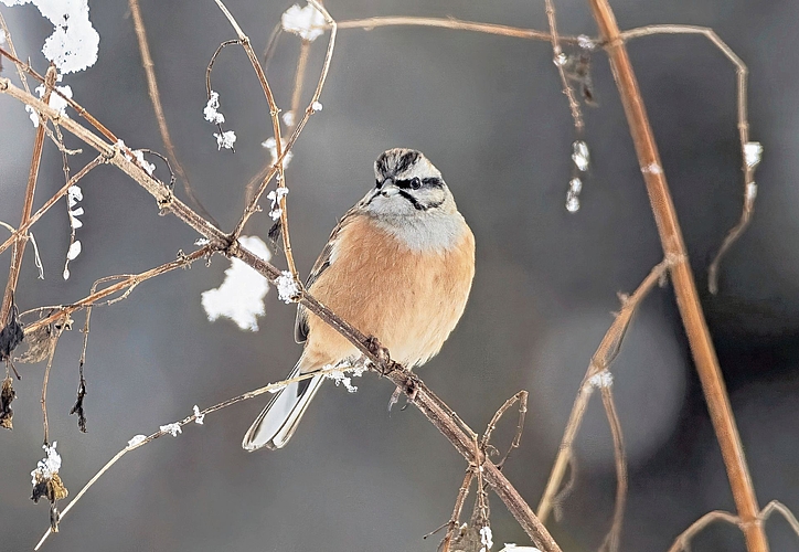 Wohl kaum je in Rothrist gesichtet: Die Zippammer.Bilder: Beat Rüegger / www.ornifoto.ch