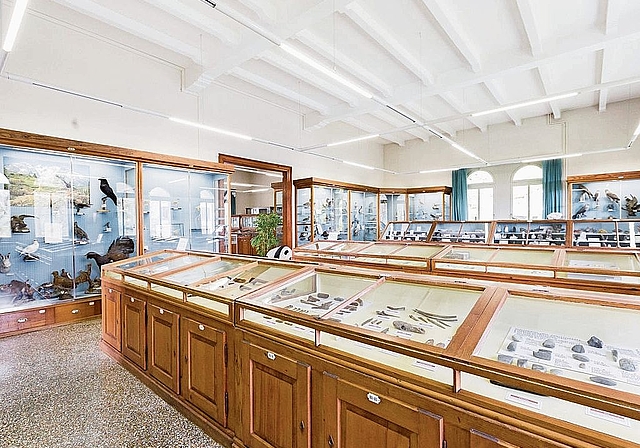 In der naturhistorischen Abteilung des Museums Zofingen lagern unzählige Schätze.bild: Ramona Tollardo
