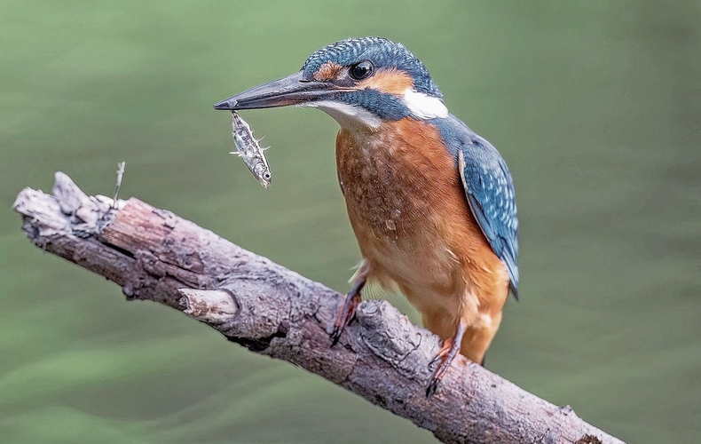 Pro Tag verspeist ein Eisvogel 14 bis 25 kleine Fische.Bild: Beat Rüegger / ornifoto.ch Pro Tag verspeist ein Eisvogel 14 bis 25 kleine Fische.Bild: Beat Rüegger / ornifoto.ch