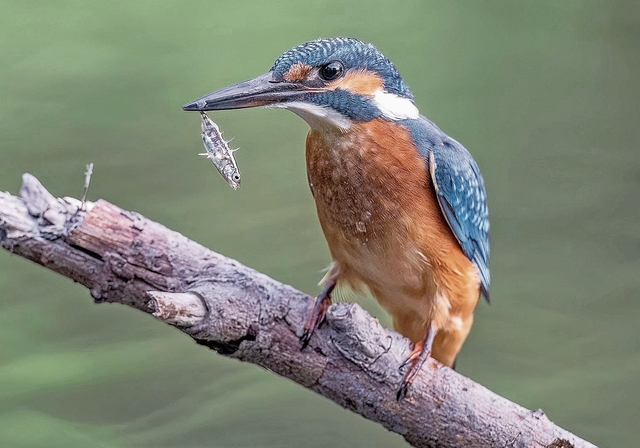 Pro Tag verspeist ein Eisvogel 14 bis 25 kleine Fische.Bild: Beat Rüegger / ornifoto.ch