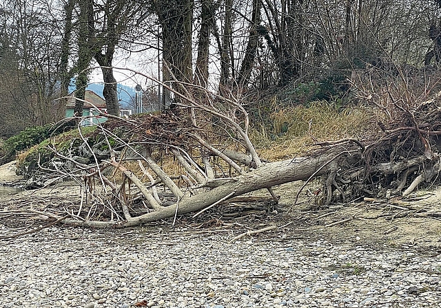 Der Baum liegt buchstäblich auf dem Trockenen.Bilder: Regina Lüthi