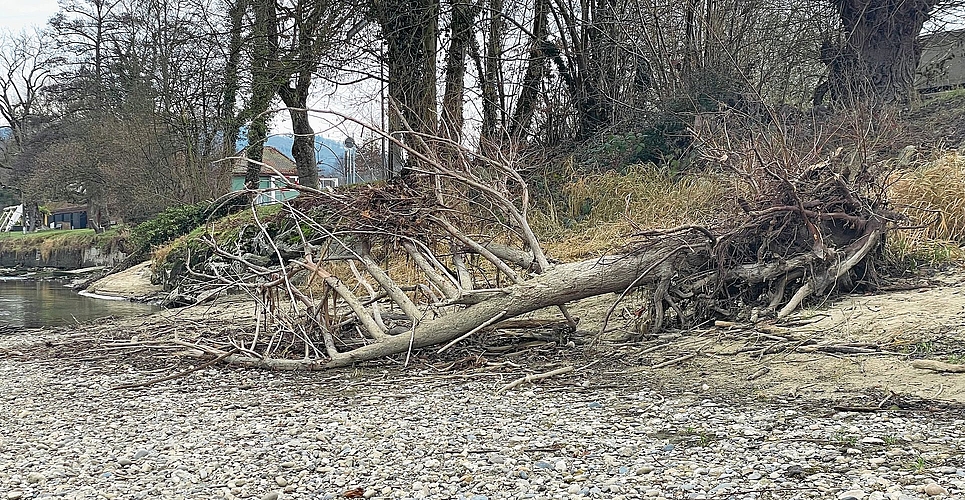 Der Baum liegt buchstäblich auf dem Trockenen.Bilder: Regina Lüthi