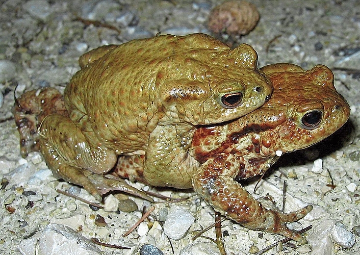 Ein Erdkrötenpaar auf der Hochzeitsreise.Bild: Hans Althaus