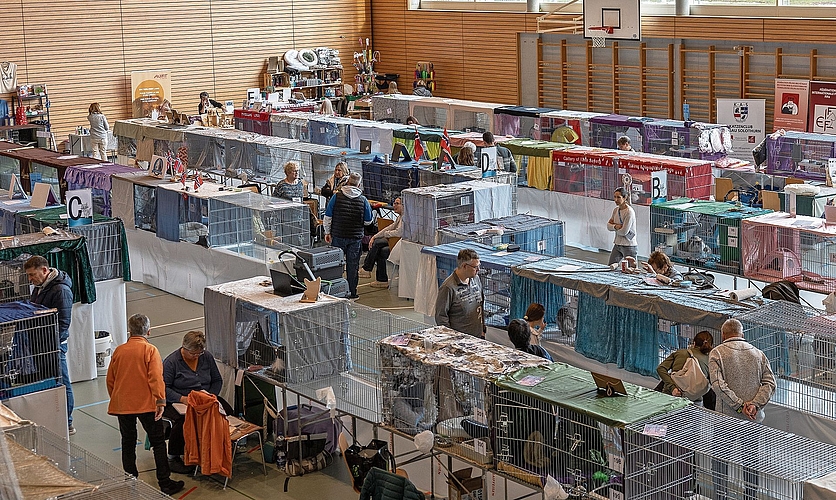 Die Käfigdekorationen sind nicht nur hübsch, sondern entsprechen den Vorgaben des Tierschutzes.bilder: Patrick Luethi