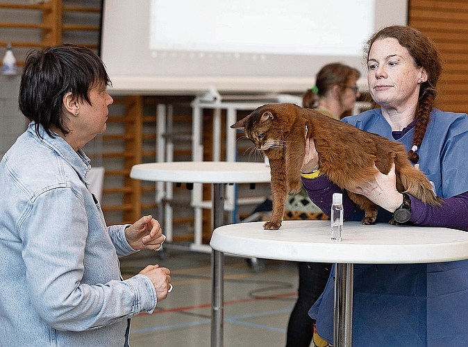 Eine wunderschöne Somali war für die Best in Show nominiert.