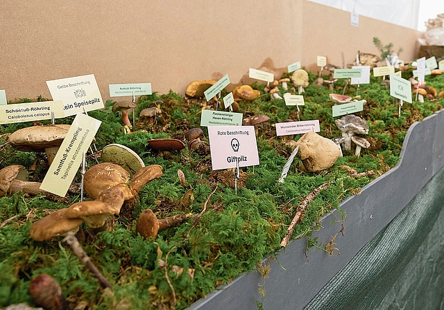 Essbar oder giftig? Die Pilzausstellung zeigte die Vielfalt heimischer Arten.