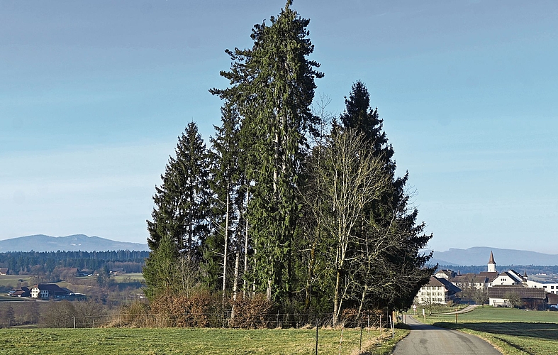 Der Friedhof bietet heute mit seinen viel zu eng gesetzten Fichten optisch keinen besonders schönen Anblick.Bild: Thomas Fürst Der Friedhof bietet heute mit seinen viel zu eng gesetzten Fichten optisch keinen besonders schönen Anblick.Bild: Thomas Fürst