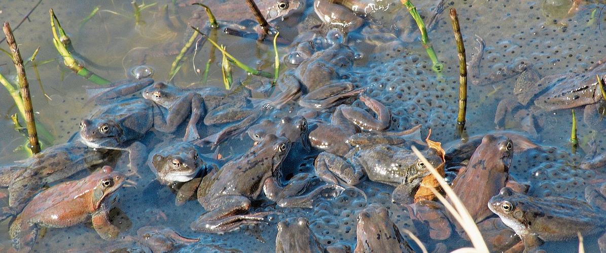 Massenveranstaltung Amphiebienwanderung: Grasfrösche in einem Gartenweiher.Bild: Hans Althaus