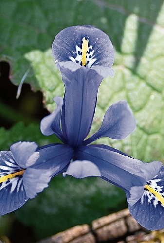Die Schwertlilie leuchtet in einem kräftigen Blau.Bild: Thomas Fürst