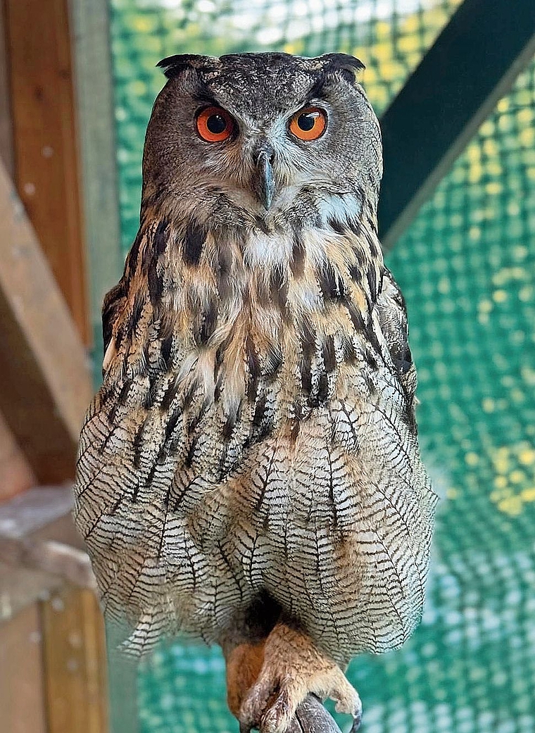 Der Uhu ist die grösste Eule Europas und hat eine Spannweite von bis zu 1,8 Meter.Bild: Adrian Stocker