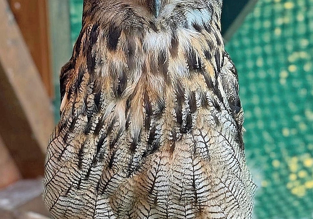 Der Uhu ist die grösste Eule Europas und hat eine Spannweite von bis zu 1,8 Meter.Bild: Adrian Stocker