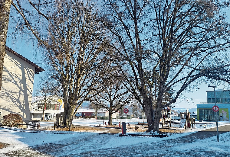 Der Riesenporling hat den zentralen und westlichen Wurzelbereich der Buche stark geschädigt.Bild: zvg