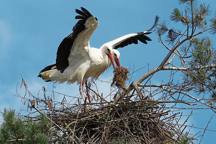 Nestbau zu zweit.Bilder: Yolanda Koffel Nestbau zu zweit.Bilder: Yolanda Koffel