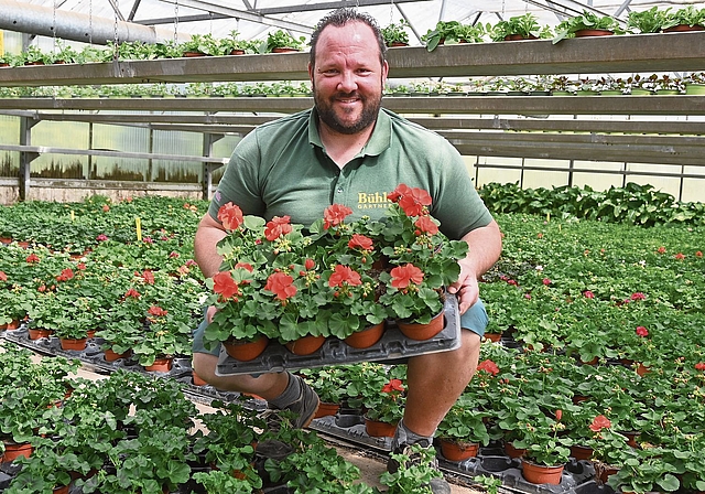 Andi Bühler führt ein grosses Angebot an Geranien.Bilder: Thomas Fürst