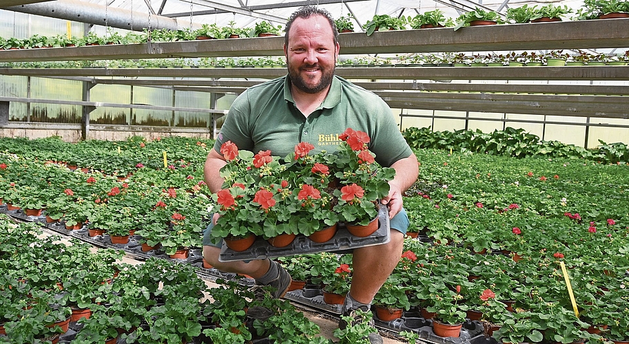 Andi Bühler führt ein grosses Angebot an Geranien.Bilder: Thomas Fürst
