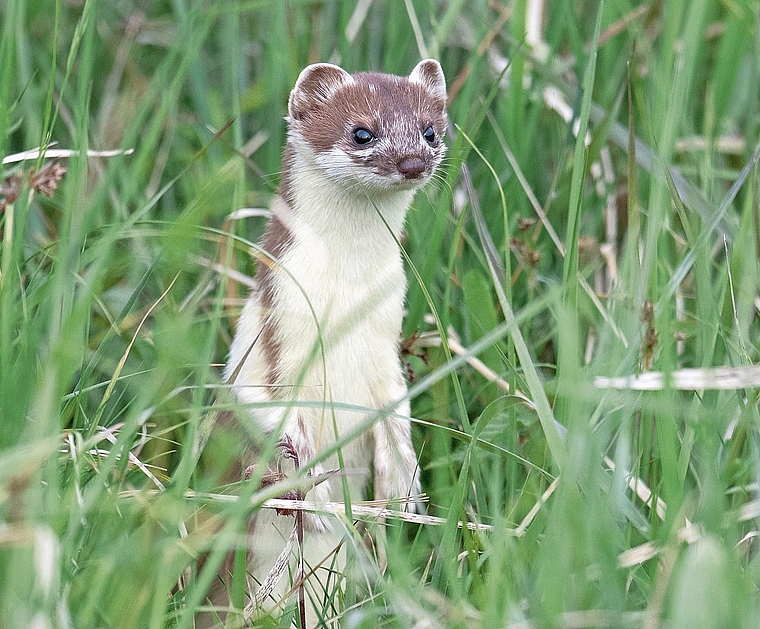 Das Hermelin und andere Kleintiere haben in der ehemaligen Grube Wilital wertvollen Lebensraum gefunden.Bild: Adrian Wullschleger