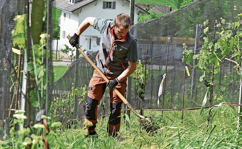 Knochenarbeit im Weinberg: Gilles Jacquemai gräbt mit der Schaufel alte Reben aus – eine körperlich anspruchsvolle, aber zentrale Arbeit im Rebberg.BildER: Raphael Nadler Knochenarbeit im Weinberg: Gilles Jacquemai gräbt mit der Schaufel alte Reben aus – eine körperlich anspruchsvolle, aber zentrale Arbeit im Rebberg.BildER: Raphael Nadler