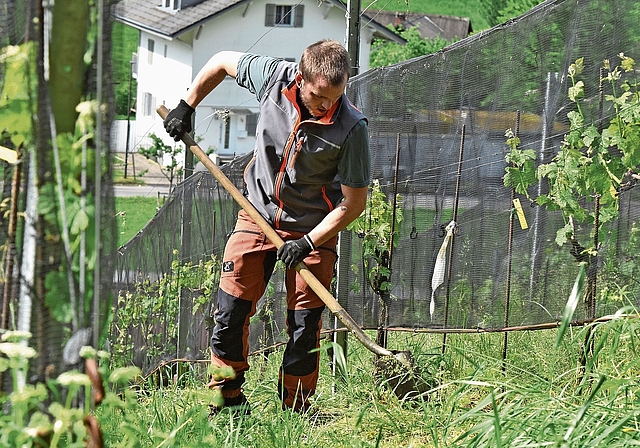 Knochenarbeit im Weinberg: Gilles Jacquemai gräbt mit der Schaufel alte Reben aus – eine körperlich anspruchsvolle, aber zentrale Arbeit im Rebberg.BildER: Raphael Nadler