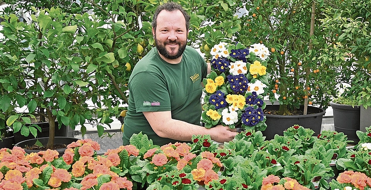 In der Rothrister Gärtnerei Bühler hat André Bühler viele Primeli bereitgestellt, die auf neue Besitzerinnen und Besitzer warten.Bild: Thomas Fürst